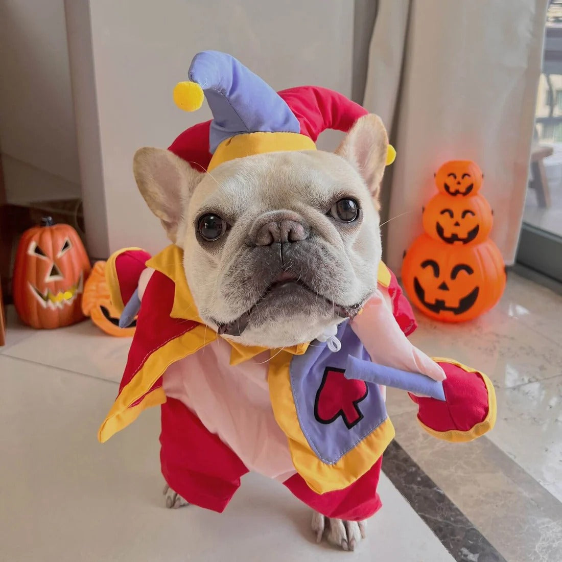 JestiBull Frenchie Clown Costume – Funny Halloween Christmas Dog Outfit
