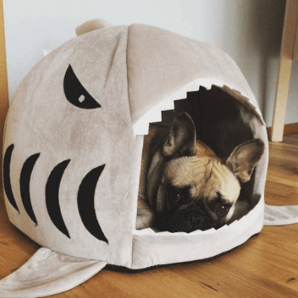 House for frenchie (shark Bed) (WS14)