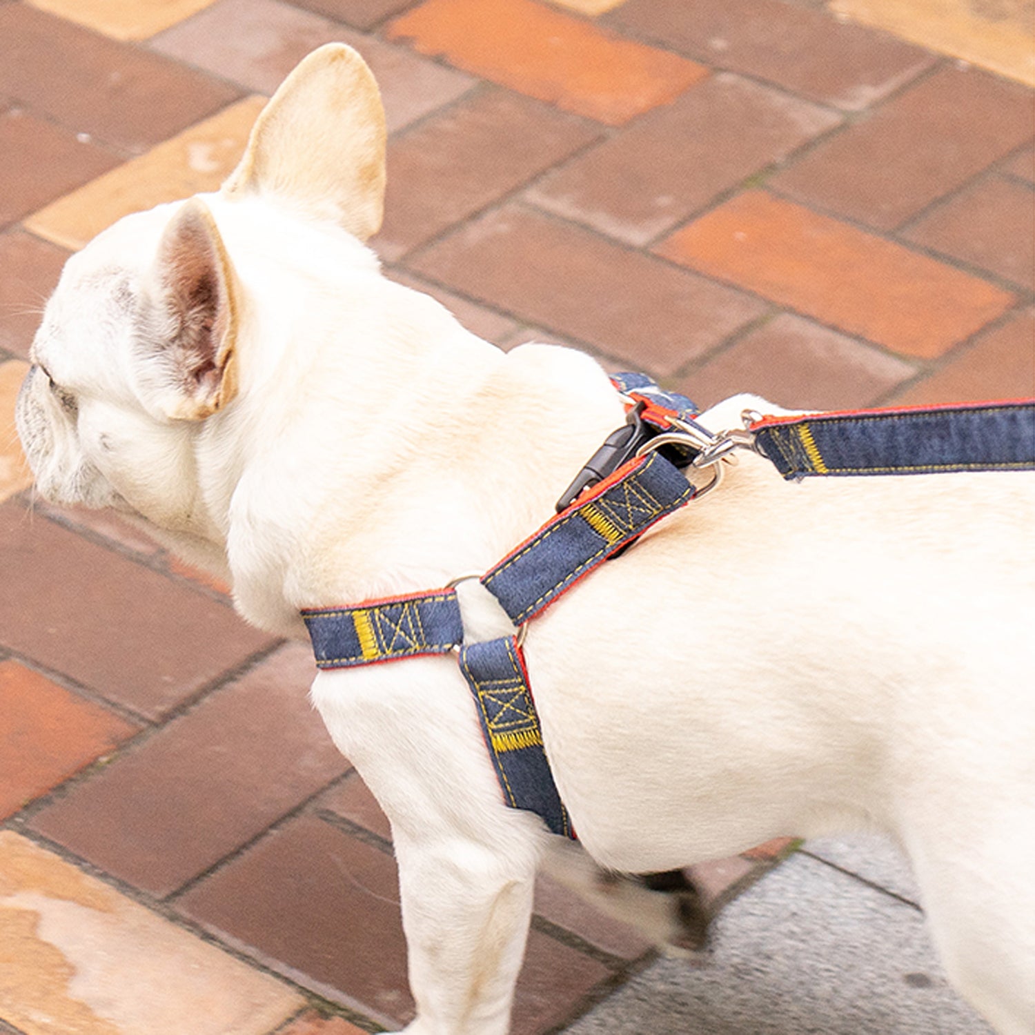 Denivox Frenchie Denim Harness Leash Set – Anti-Break Adjustable Chest Vest