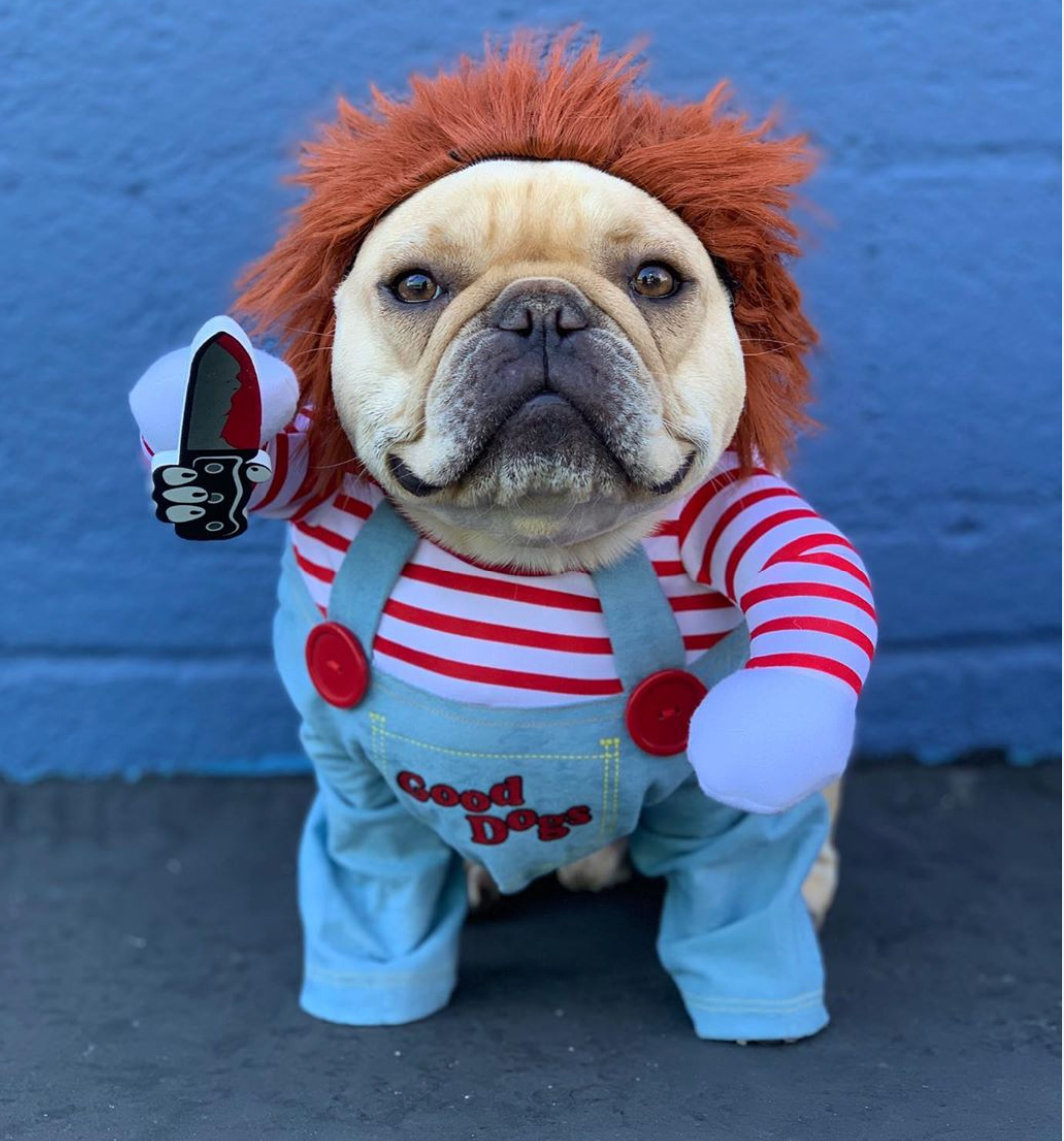 Chucky Costume For French Bulldog (WS44)