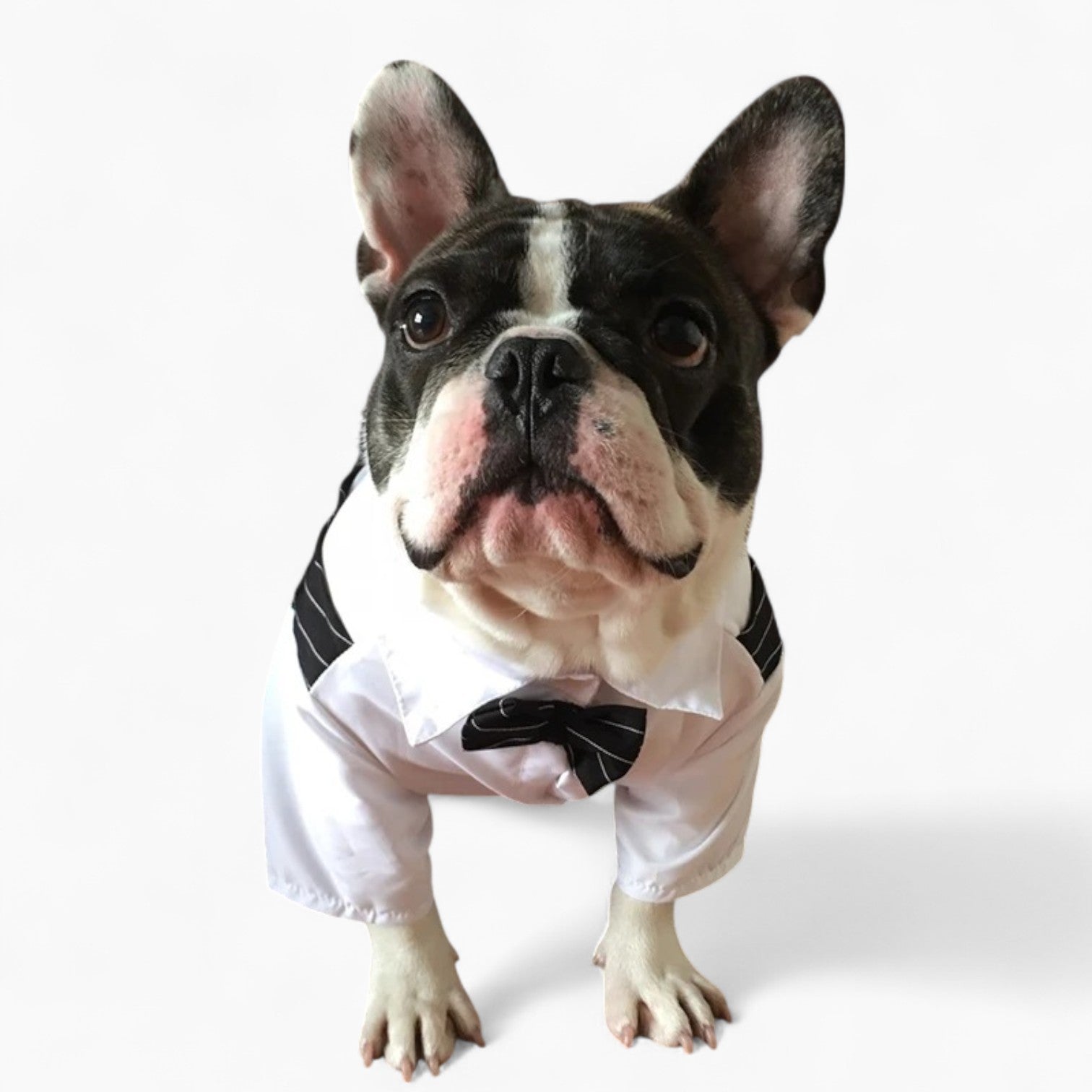 Bowgan French Bulldog Tuxedo – Formal Dog Wedding Outfit with Bow Tie