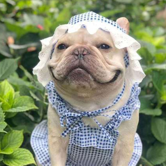 Bulldog Frenchie Summer Outfit Elegent Pet Dress (w311) Dog Supplies