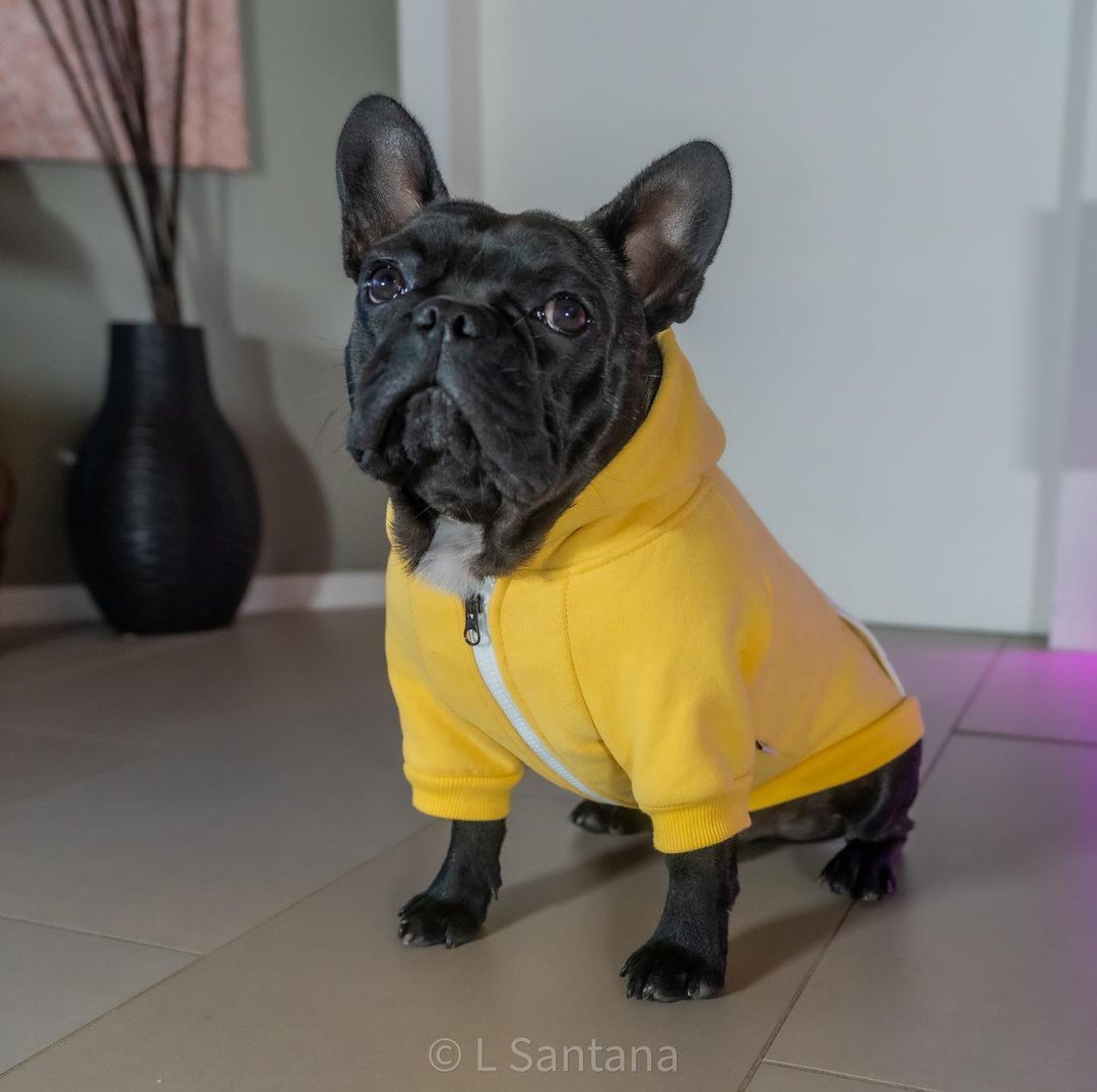 French Bulldog Warm Hoodie For Frenchies (cs6) Useful Frenchie Gear