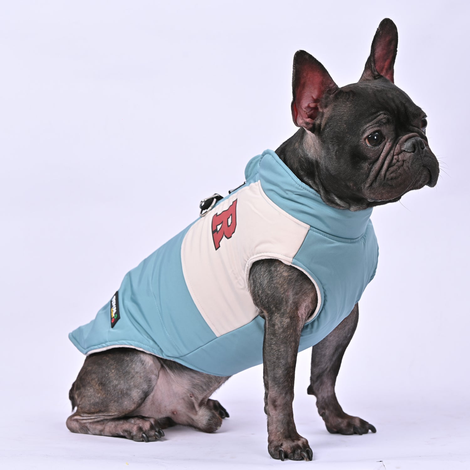 Frenchie Winter Jacket With Harness Set V2 Indoor Use | Vet-recommended