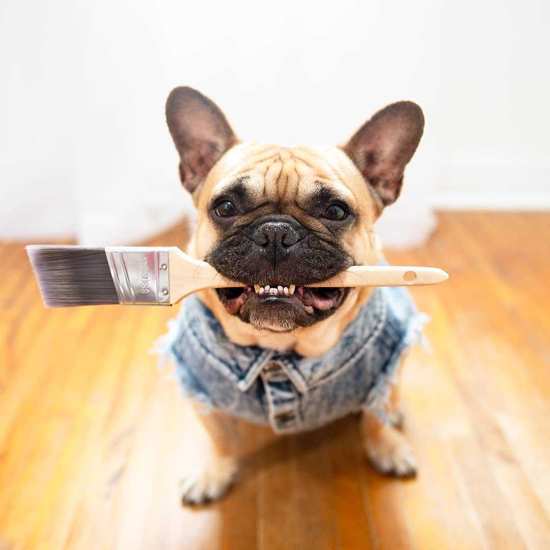 Bulldog Denim Vest – Stylish Ripped Sleeveless Jean Jacket Outdoor Use