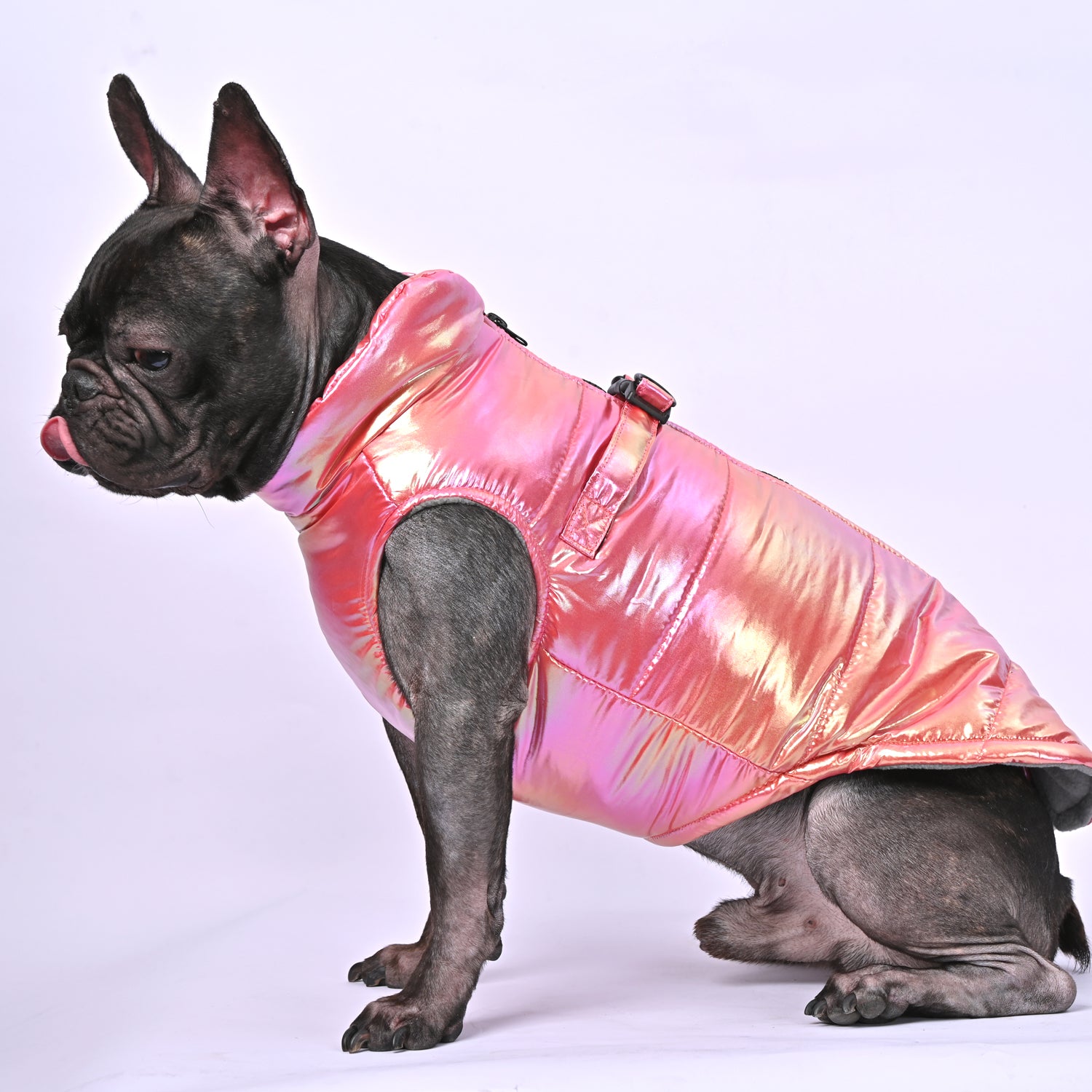 French Bulldog Snow Shield Frenchie Reflective Winter Warm Jacket V2 Warm Dog Outfit