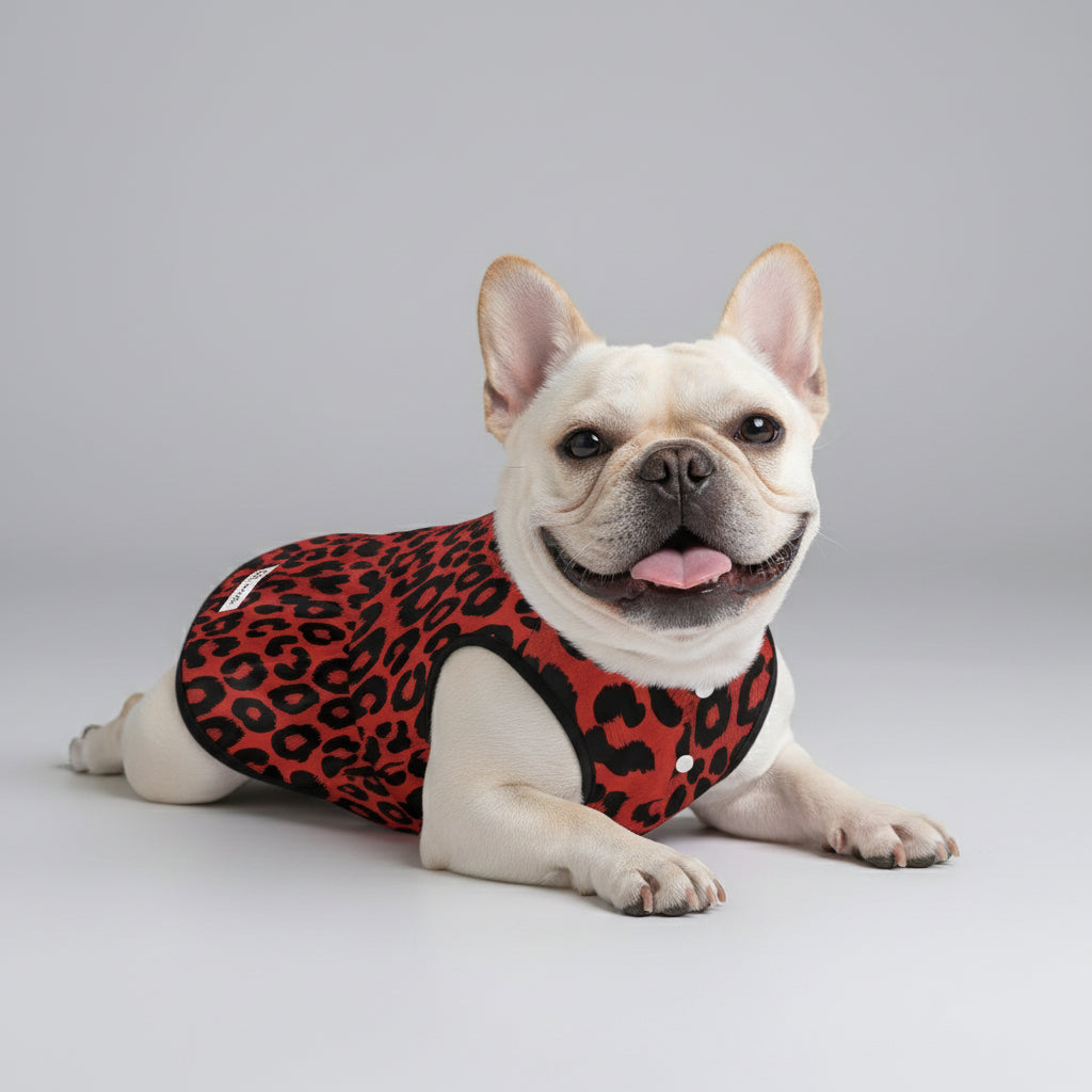 Bulldog French Bulldog Dresses For Females Winter Wear | Vet-recommended