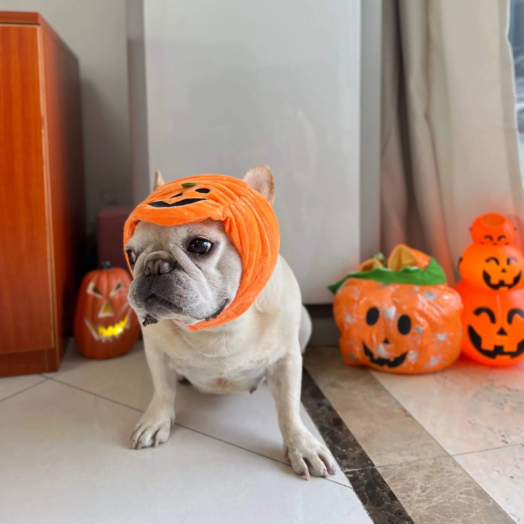 – Cute Halloween Fleece Dog Festival Hat For Dog Lovers | Trendy Style