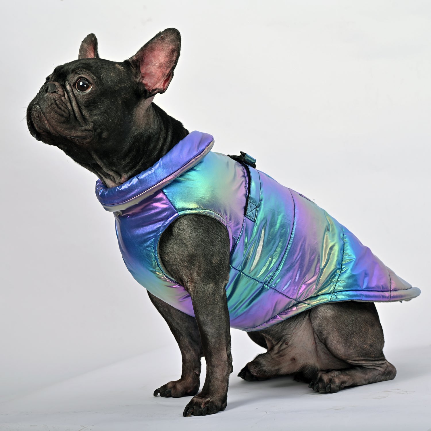 Bulldog Shield Frenchie Reflective Winter Warm Jacket V1 Paw Protection