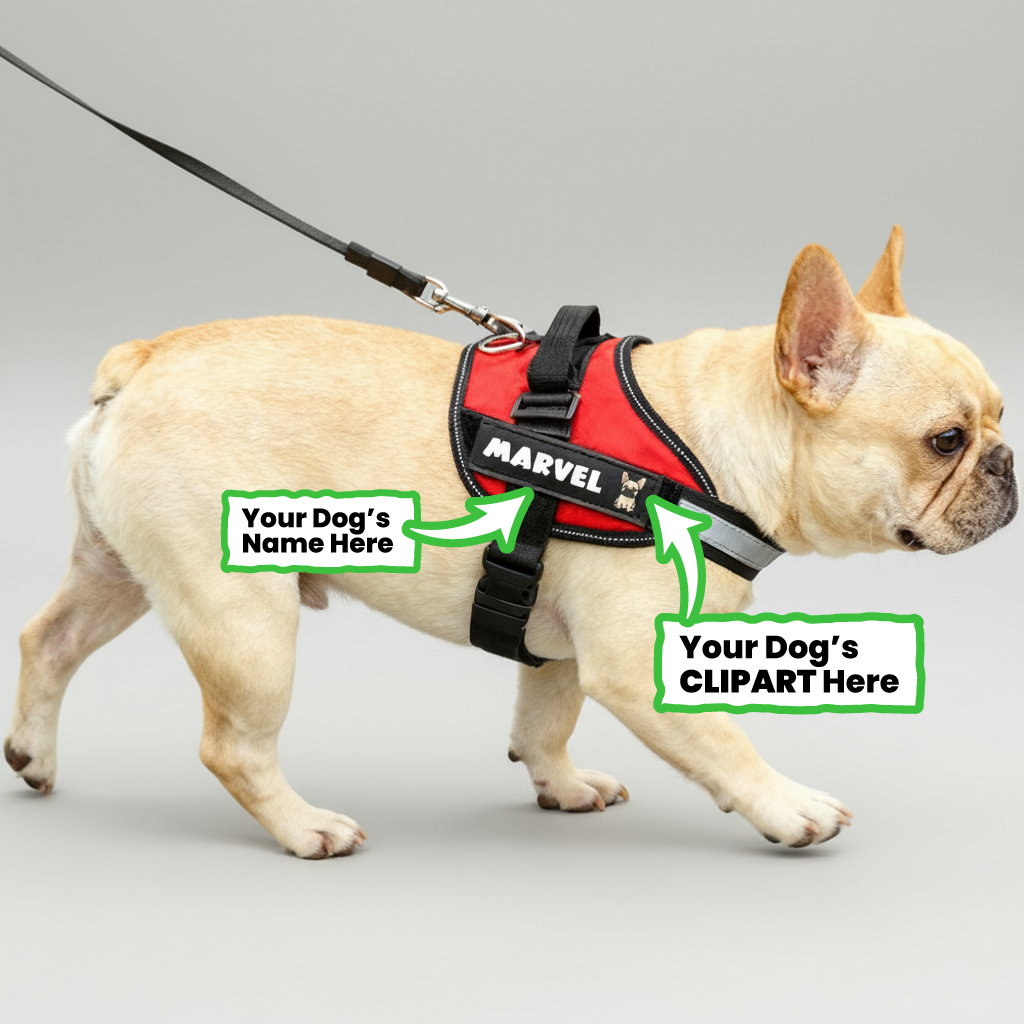 Personalized French Bulldog Harness Indoor Use | Breed-optimized