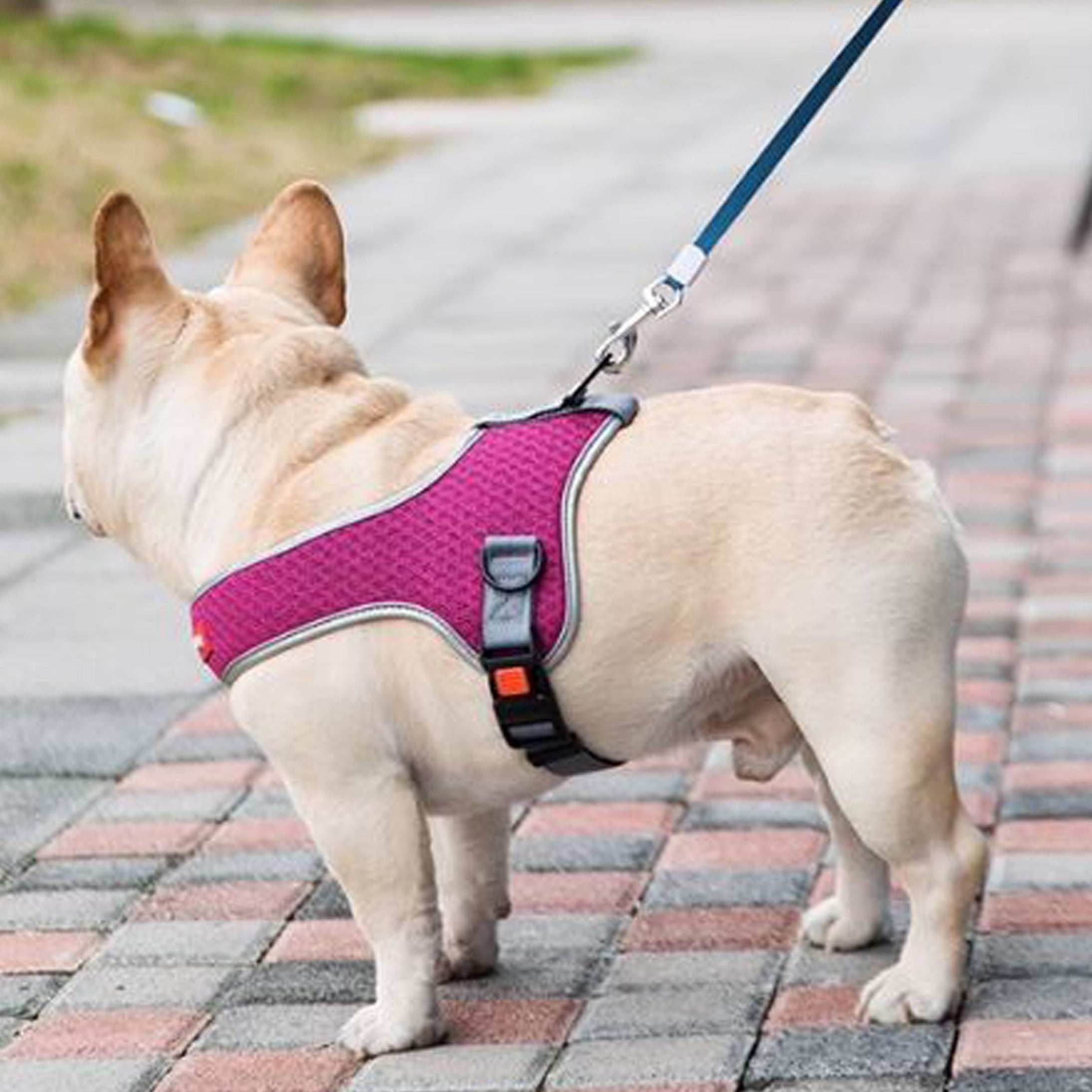 PawsMotion Premium French Bulldog Harness Vest with Leash Ultimate Walking Companion