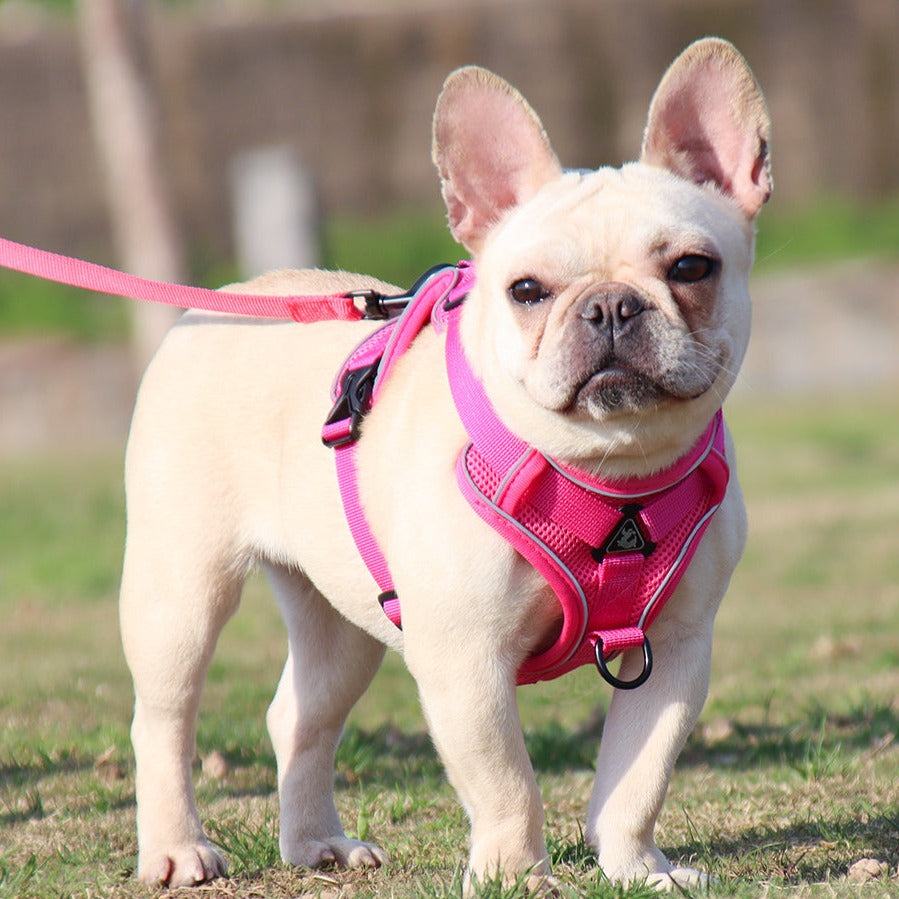 French Bulldog Reluxy™ French Bulldog Harness Leash Set (wk01) Practical Dog Gear
