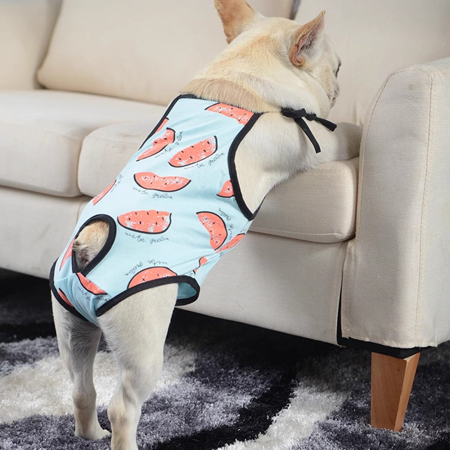 Adjustable Period Diaper For French Bulldogs | Vet-recommended