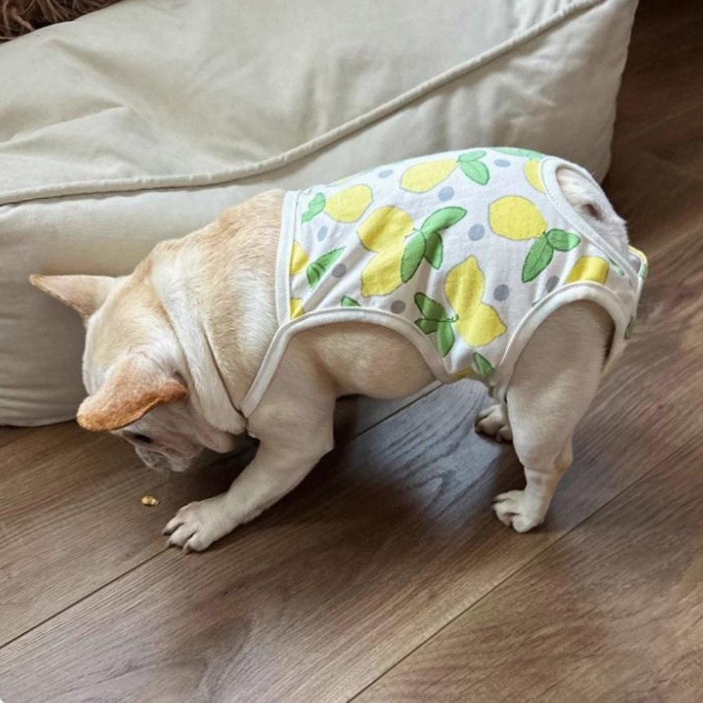 EasyPaw Frenchie Menstrual Pants – Leak-Proof Heat Cycle Dog Diapers