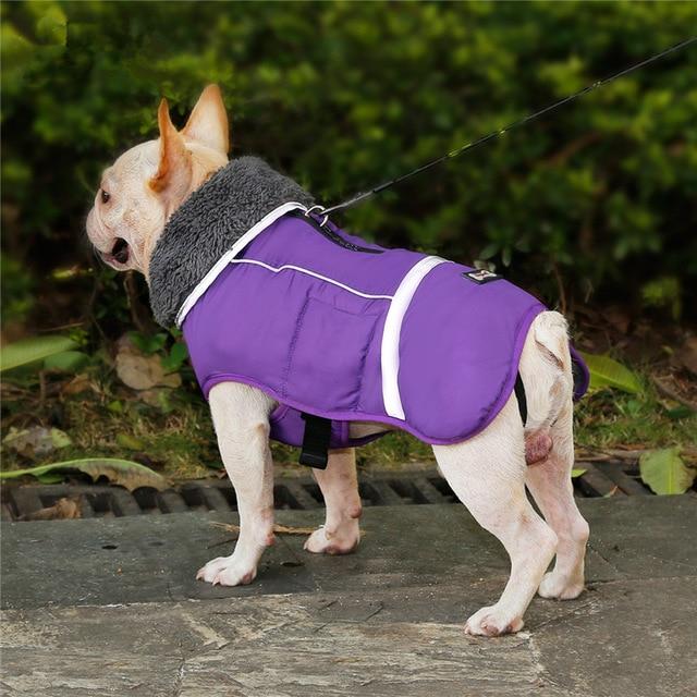 Warm - Comfortable Coat For Frenchie (cs1) Summer Wear | Comfort Fit