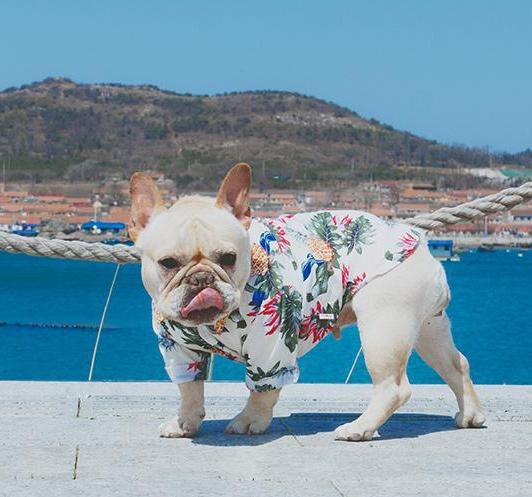 Comfy Durable Comfy Frenchie Summer Shirt For Dog Lovers