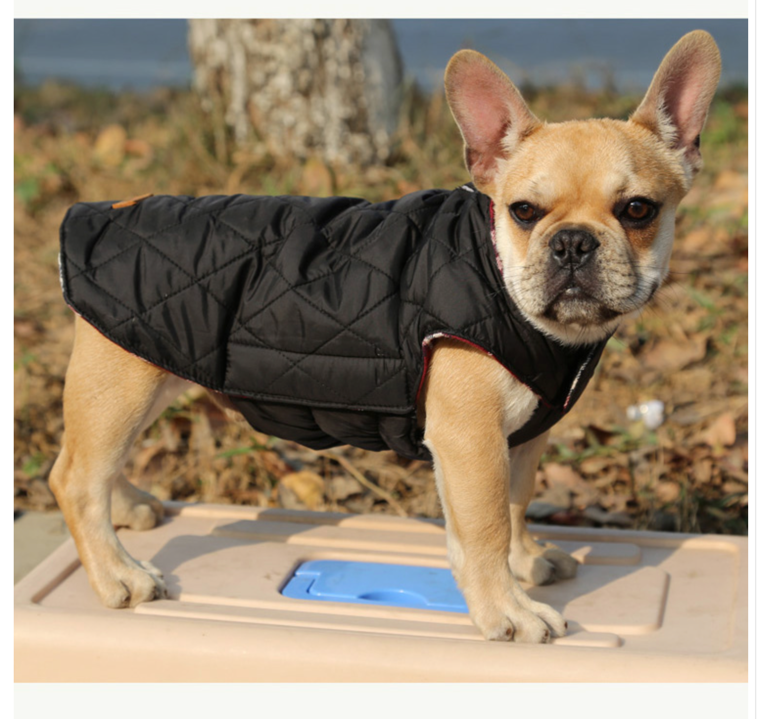 French bulldog Jacket (WS18)