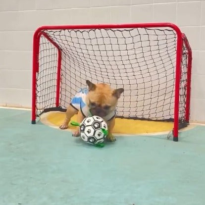 Weather-Resistant Frenchie Interactive Football Inflated Training Toy...