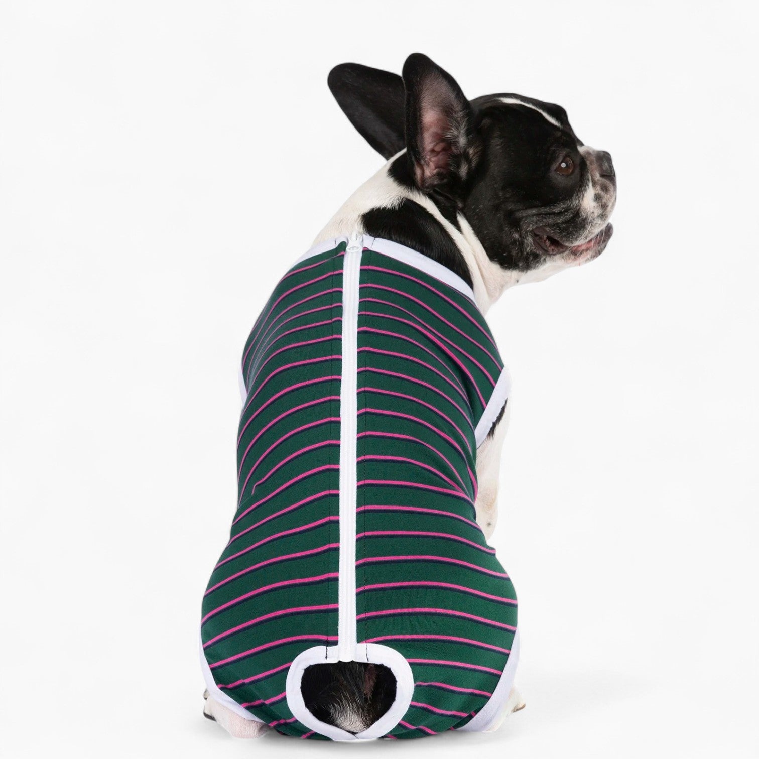 BulloFit French Bulldog Recovery Shirt – Zip-Up Anti Licking Wounds Bodysuit