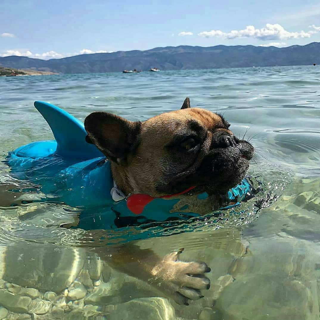 French Bulldog Shark Life Vest V2 (cs02) Essential Dog Supply