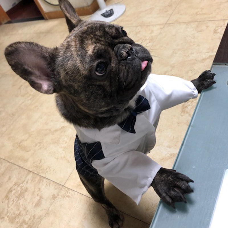 Stylish Bowgan French Bulldog Tuxedo – Formal Dog Wedding Outfit With...