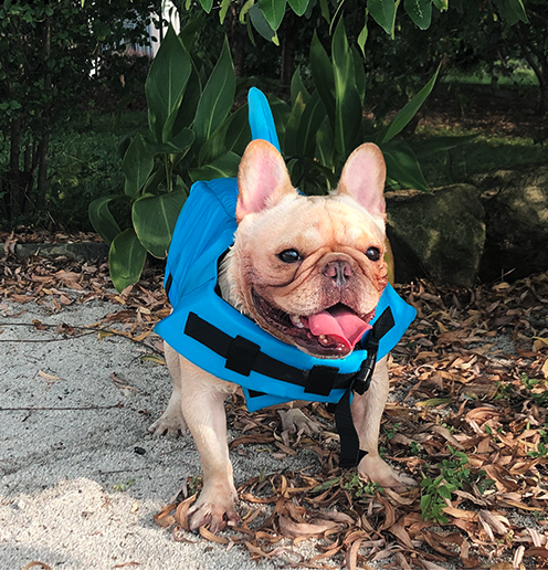 Lifestyle-Driven Shark Life Vest V2 (cs02) for Everyday Wear Comfortable