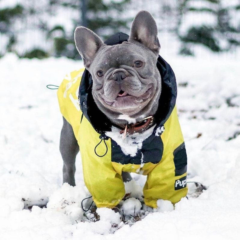 Pawmax Raincoat Plus - Frenchie French Bullog Raincoat Summer Wear