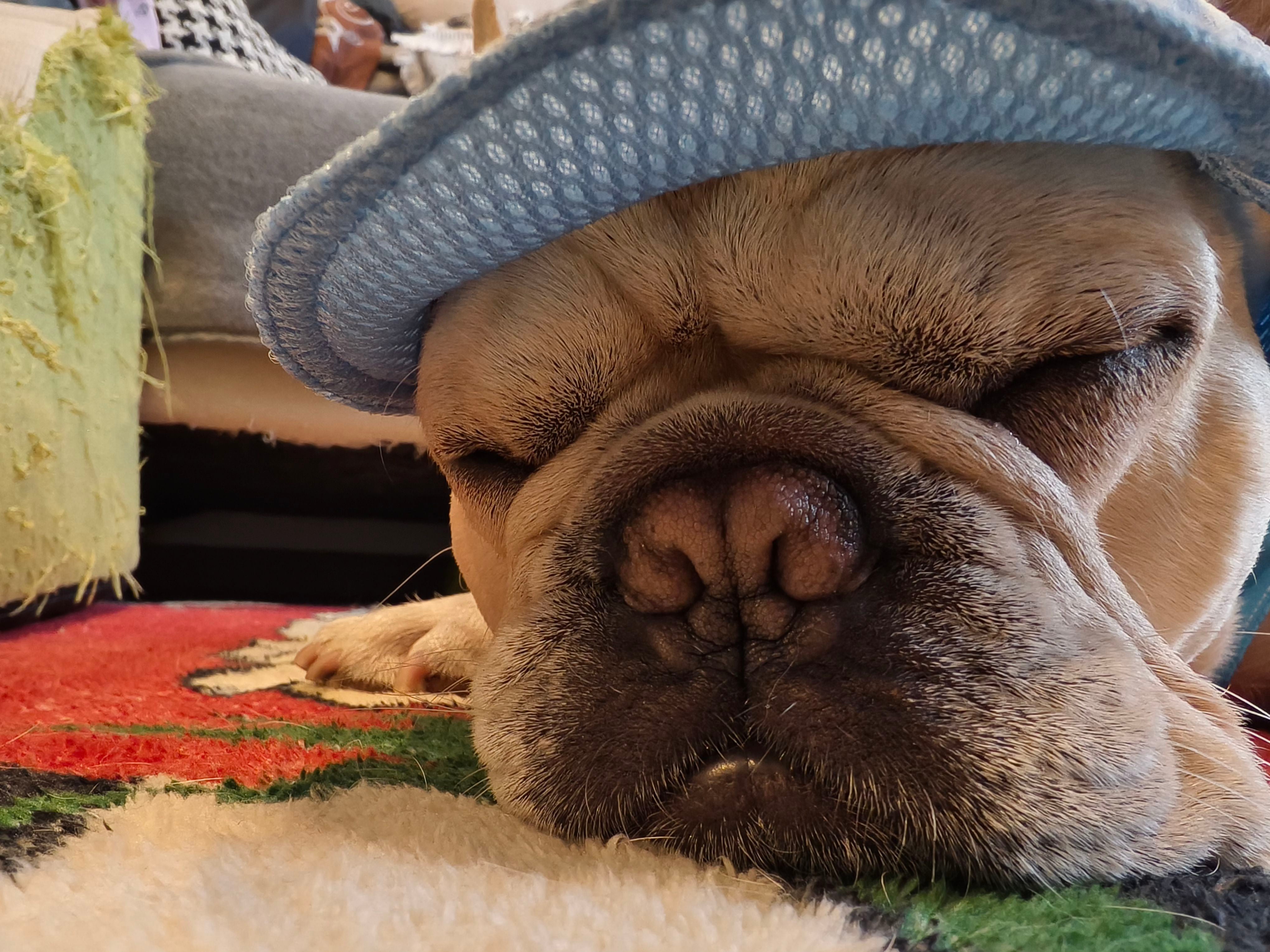 Everyday French Bulldog Hat – Adjustable Comfortable Denim Light Cap ...