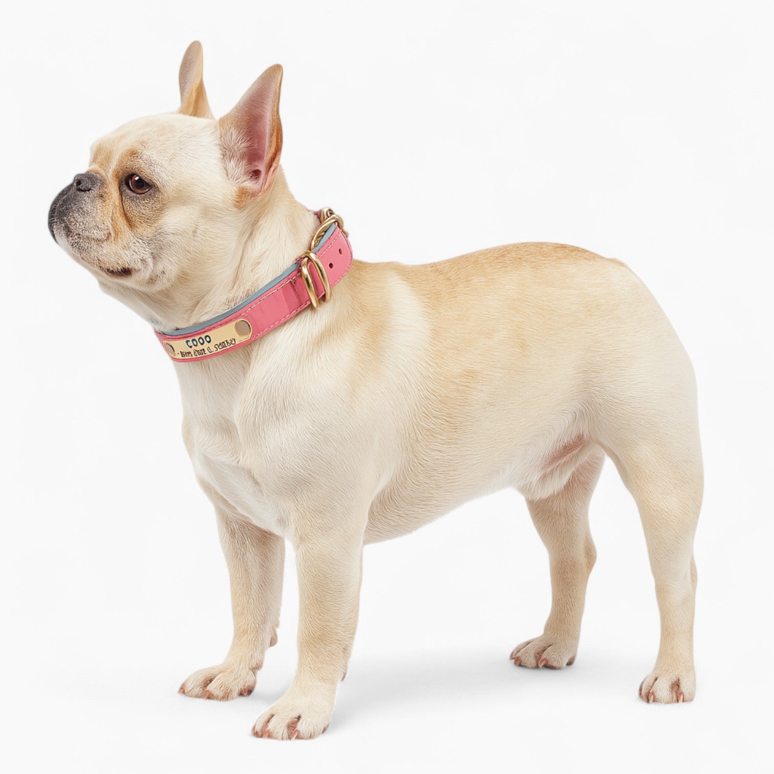 Comfort-Optimized Taggio Frenchie Pu Leather Collar – Engraved Person...