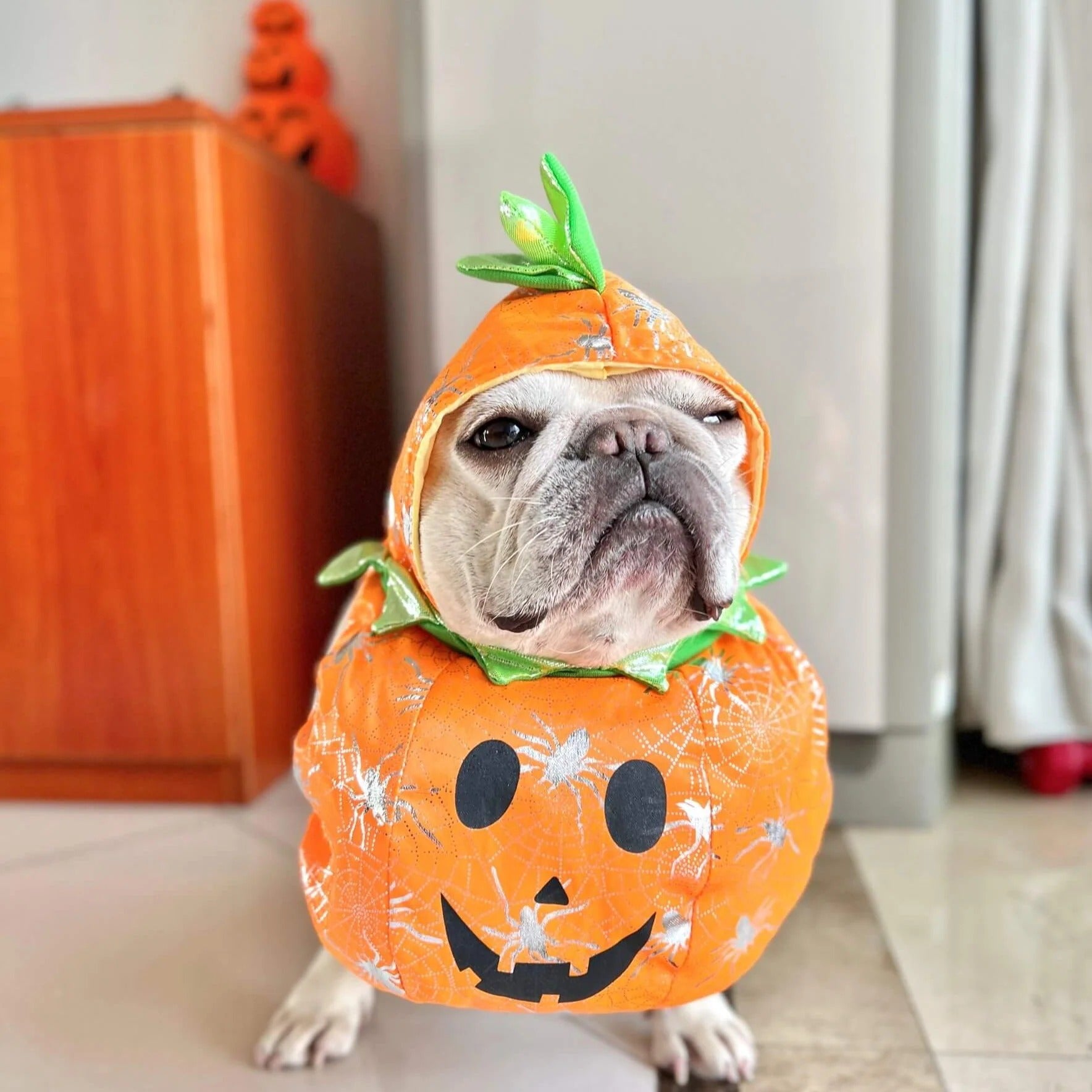 French Bulldog Howlkin Frenchie Pumpkin Costume With Hat – Halloween