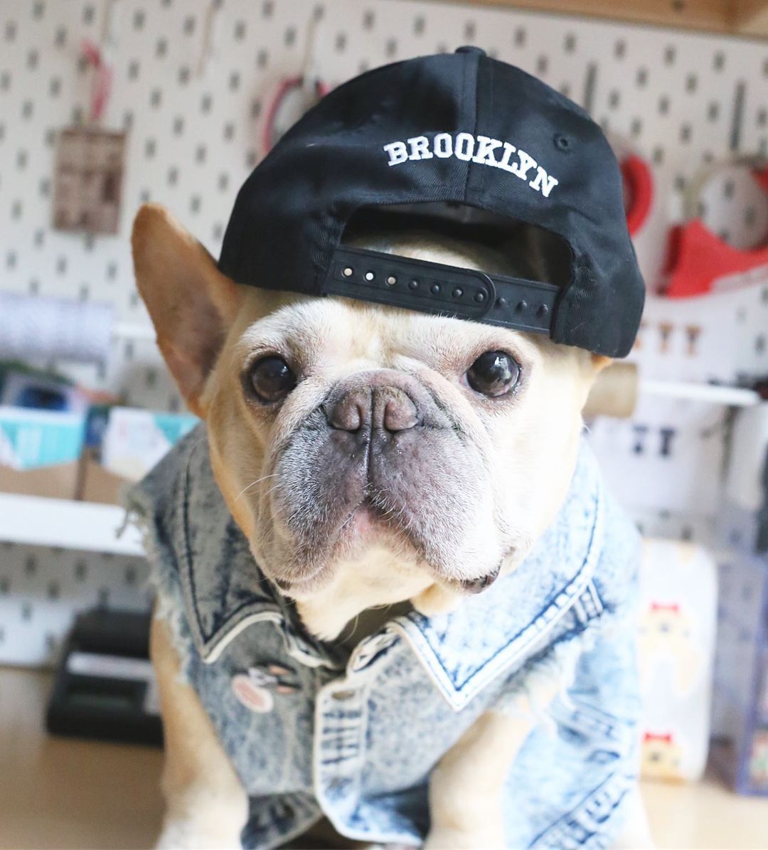 French Bulldog Jeaniepaw French Bulldog Denim Vest – Stylish Ripped