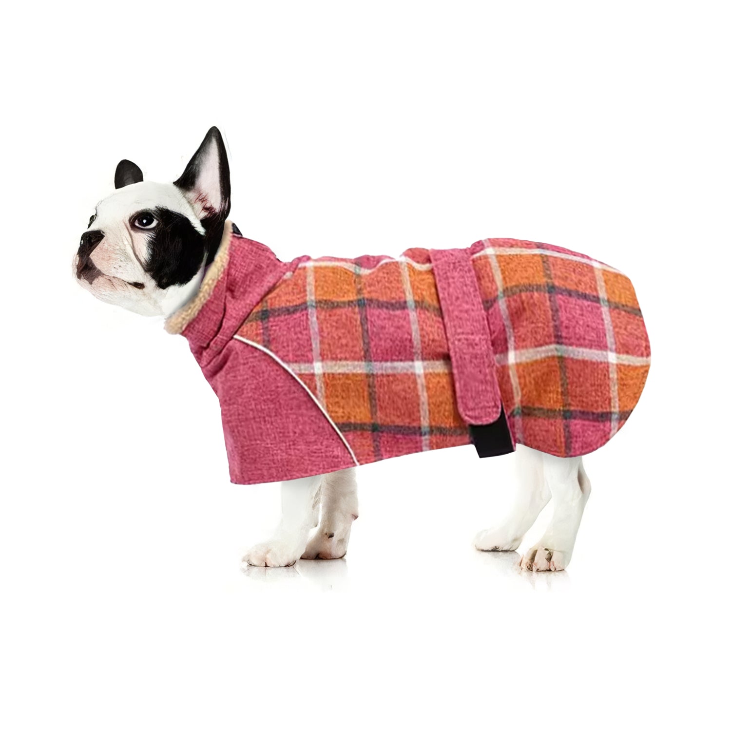 French Bulldog Pupshield Frenchie Winter Coat Thick Reflective And