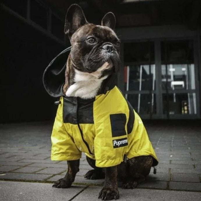 Pawmax Raincoat Plus - Frenchie French Bullog Raincoat Summer Wear