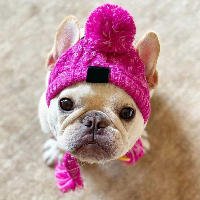 French Bulldog Winter Knitted Hat For French Bulldog Best Frenchie