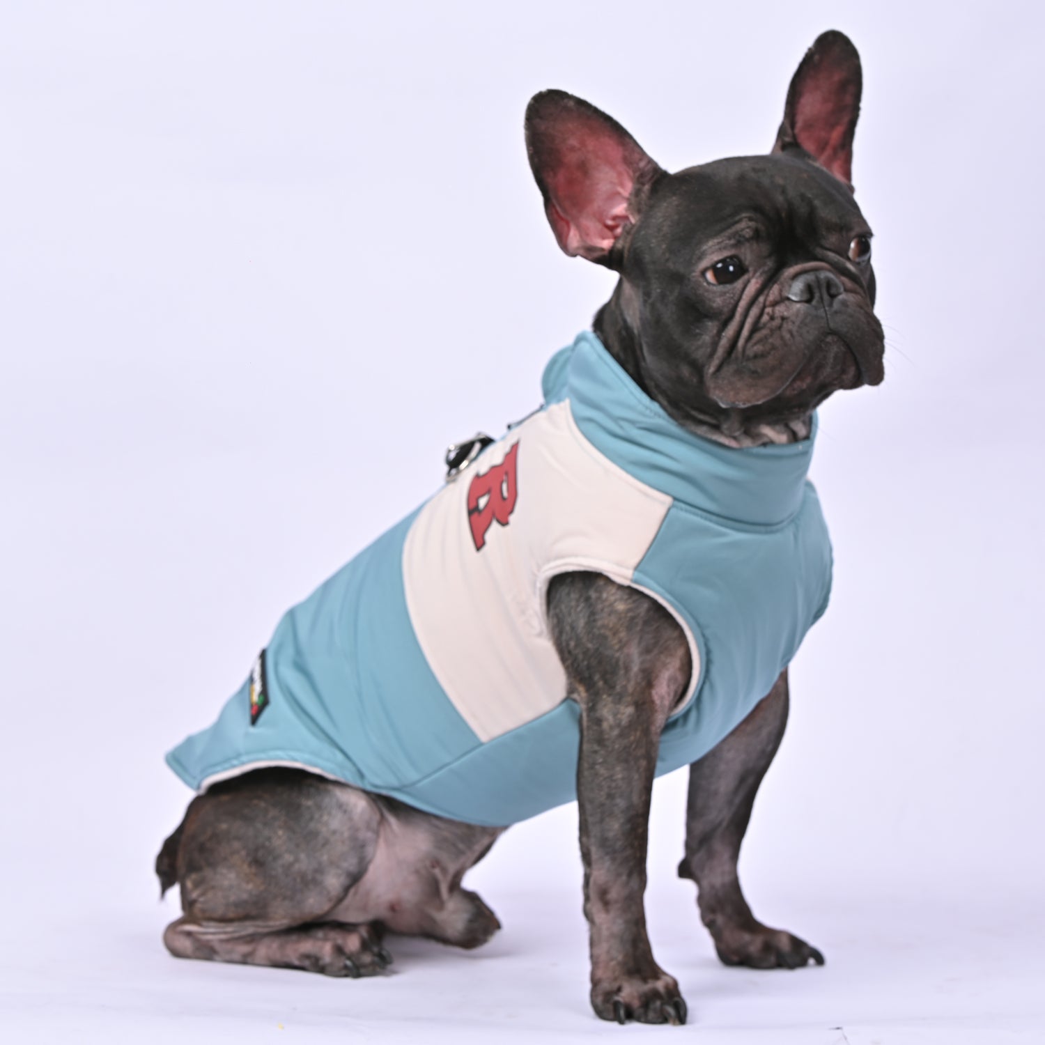 Frenchie Winter Jacket With Harness Set V2 Indoor Use | Vet-recommended