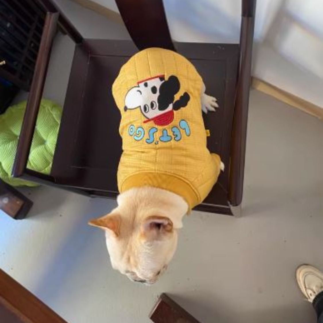 French Bulldog Quilted Cotton Frenchie Jacket Warm And Stylish Winter