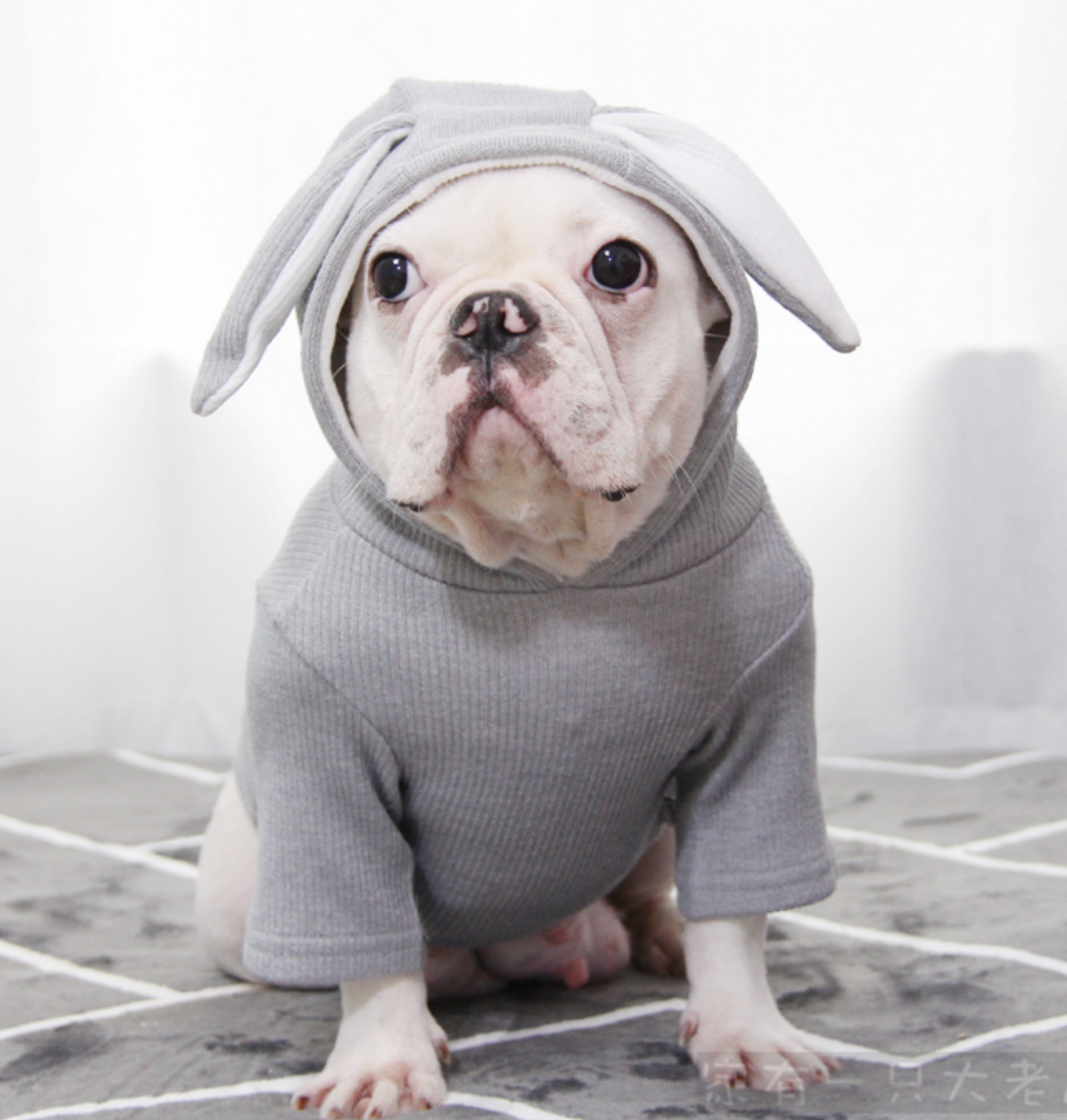 - French Bulldog Themed Hoodie For French Bulldog (ws9) Everyday Use