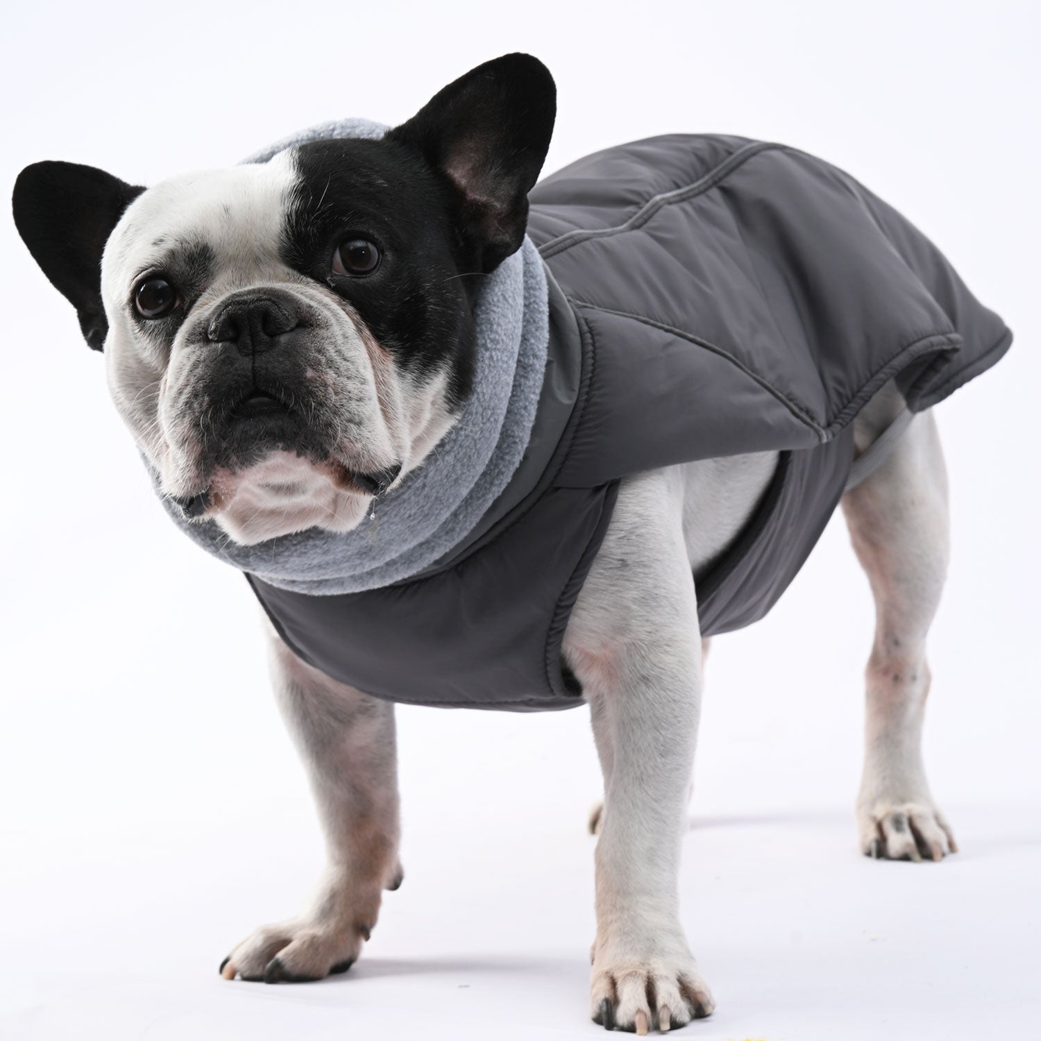 Royalpup - Safe Frenchie Luxury Winter Jacket For French Bulldogs