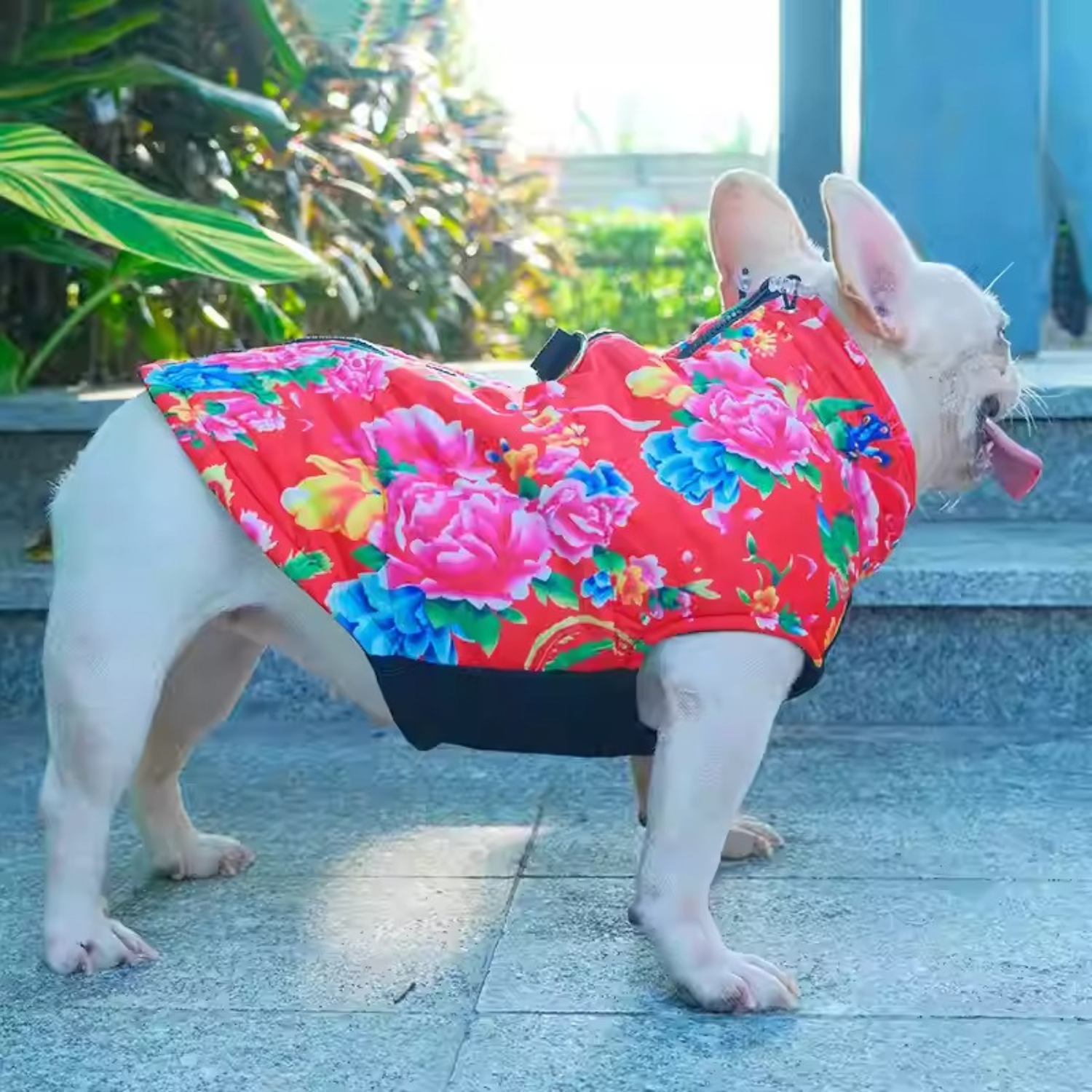 - Comfortable Premium Frenchie Jacket Outdoor Use | Non-slip Design