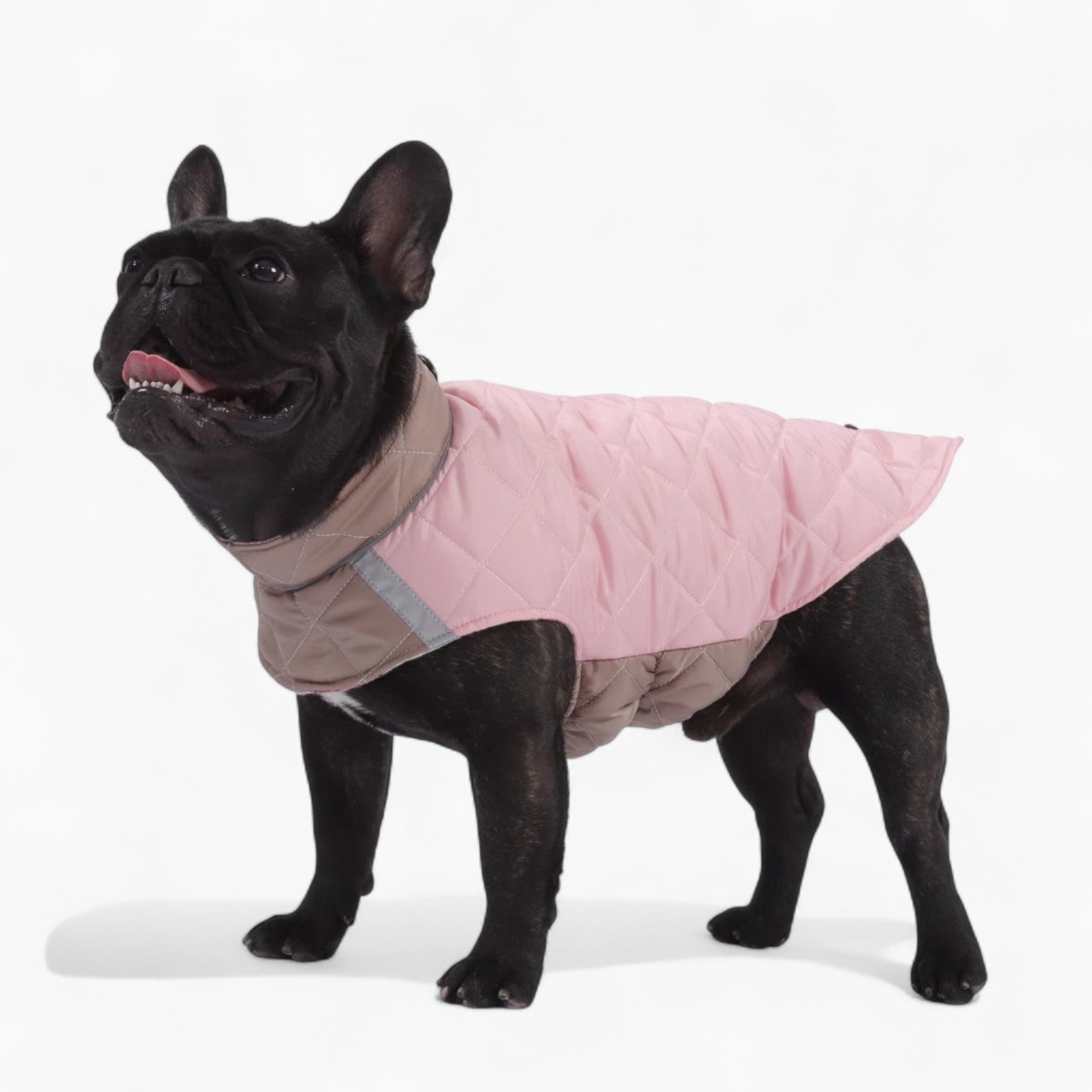 French Bulldog Pawventura™ French Bulldog Winter Jacket — Reversible