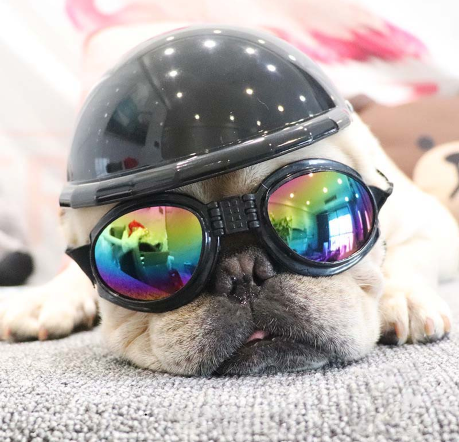 Everyday Pet-Lover Frenchie Helmets (ws69) for Daily Life Durable