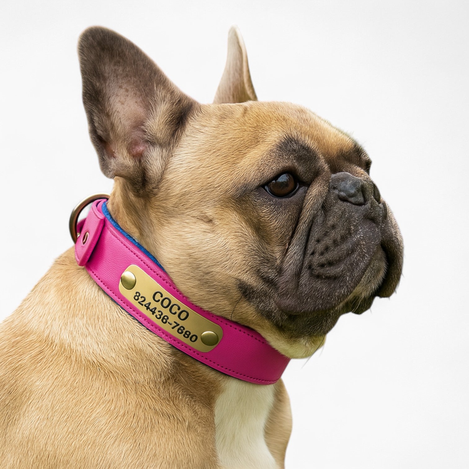 Comfort-Optimized Taggio Frenchie Pu Leather Collar – Engraved Person...