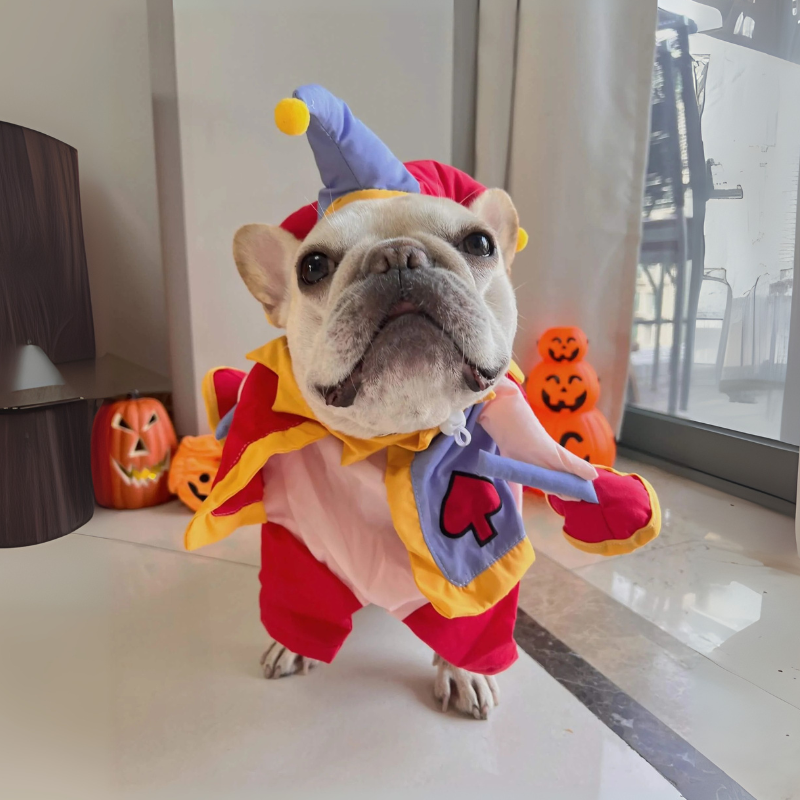 Frenchie Clown Costume – Funny Halloween Christmas Dog Outfit Indoor Use