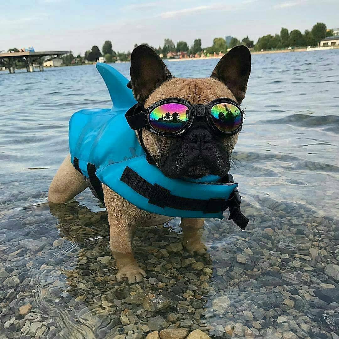 French Bulldog Shark Life Vest V2 (cs02) Essential Dog Supply