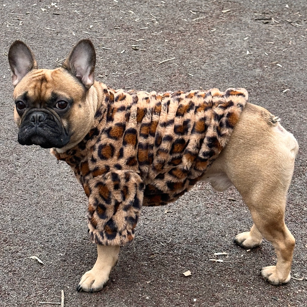 Trendy Dognest™ Frenchie Winter Sweater (wl010) for Street Style Premium