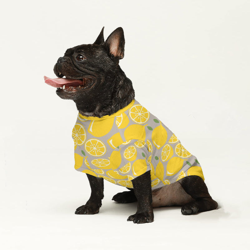 Luca - French Bulldog Themed Wool Sweater For Frenchies Outdoor Style