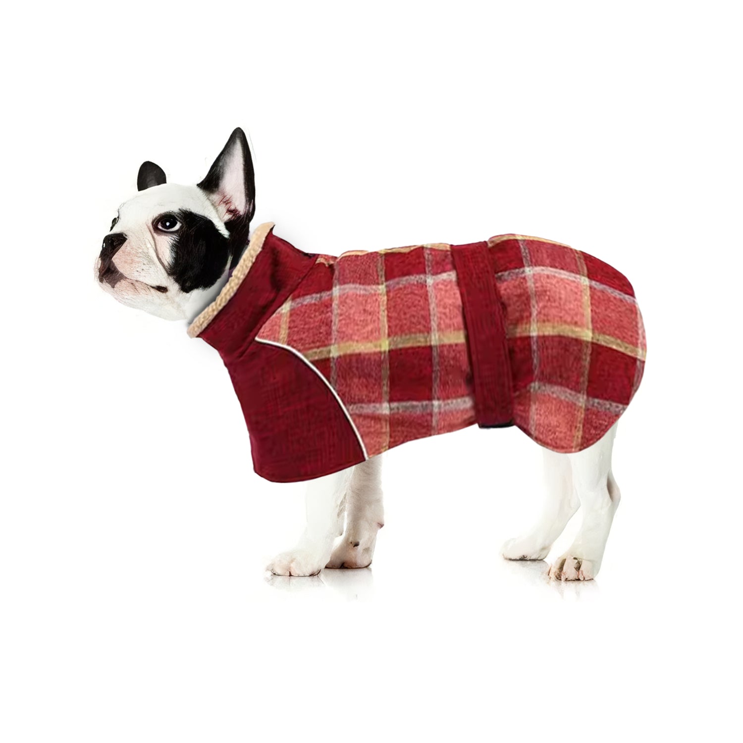 French Bulldog Pupshield Frenchie Winter Coat Thick Reflective And