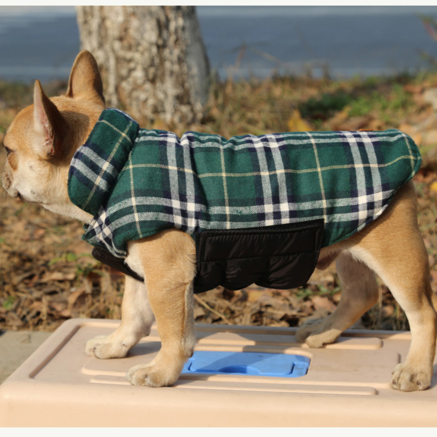 French bulldog Jacket (WS18)