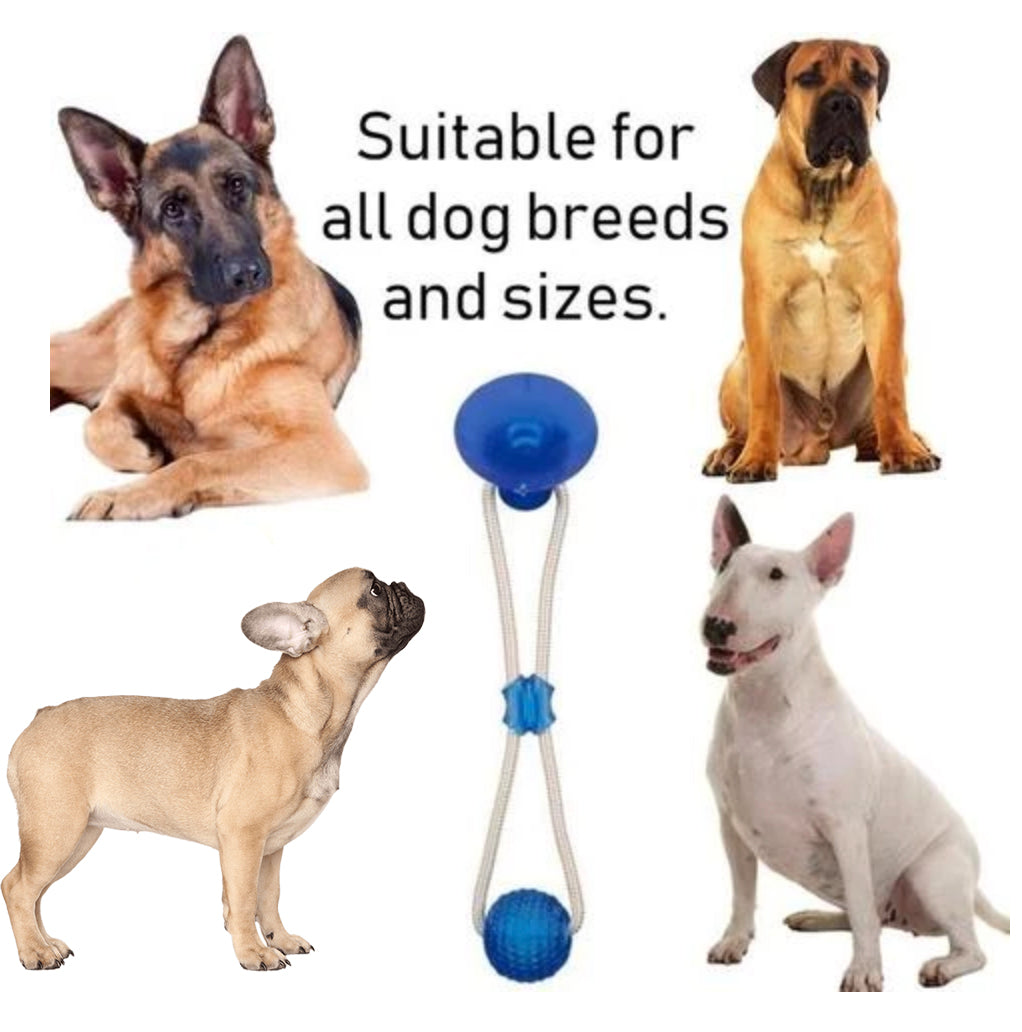 Suction Frenchie TugToy™ (WS38)