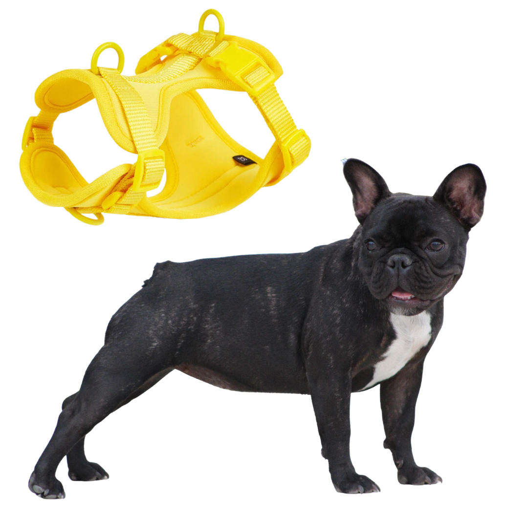 Puppy-Safe Durable Frenchie Quick Release Harness Leash Set for Playtime
